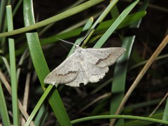 Nearcha dasyzona