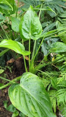 Alocasia cucullata