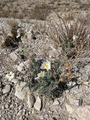 Chisos Mountain Pricklypoppy