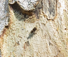Eudiagogini