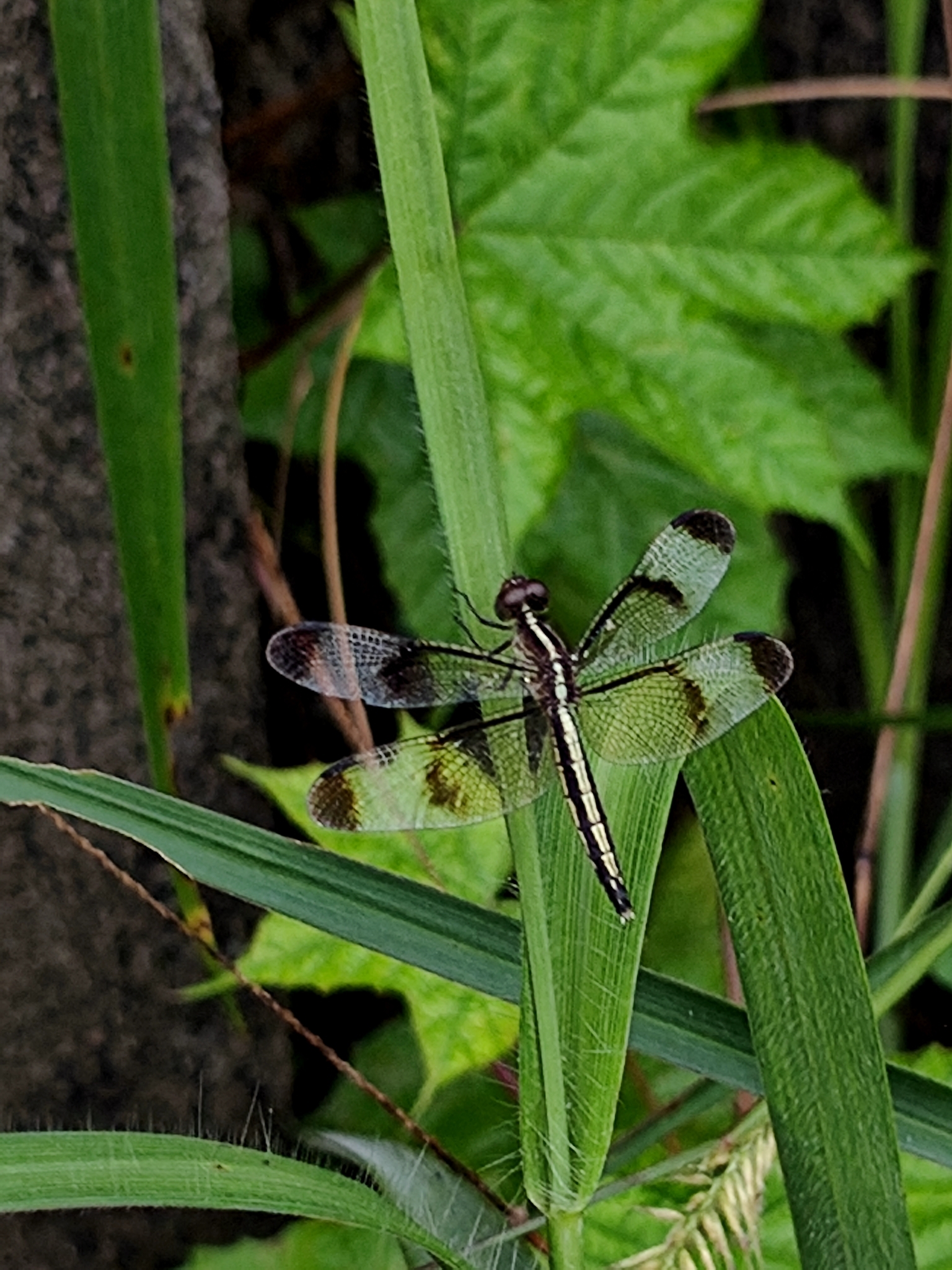 Pied Paddy Skimmer