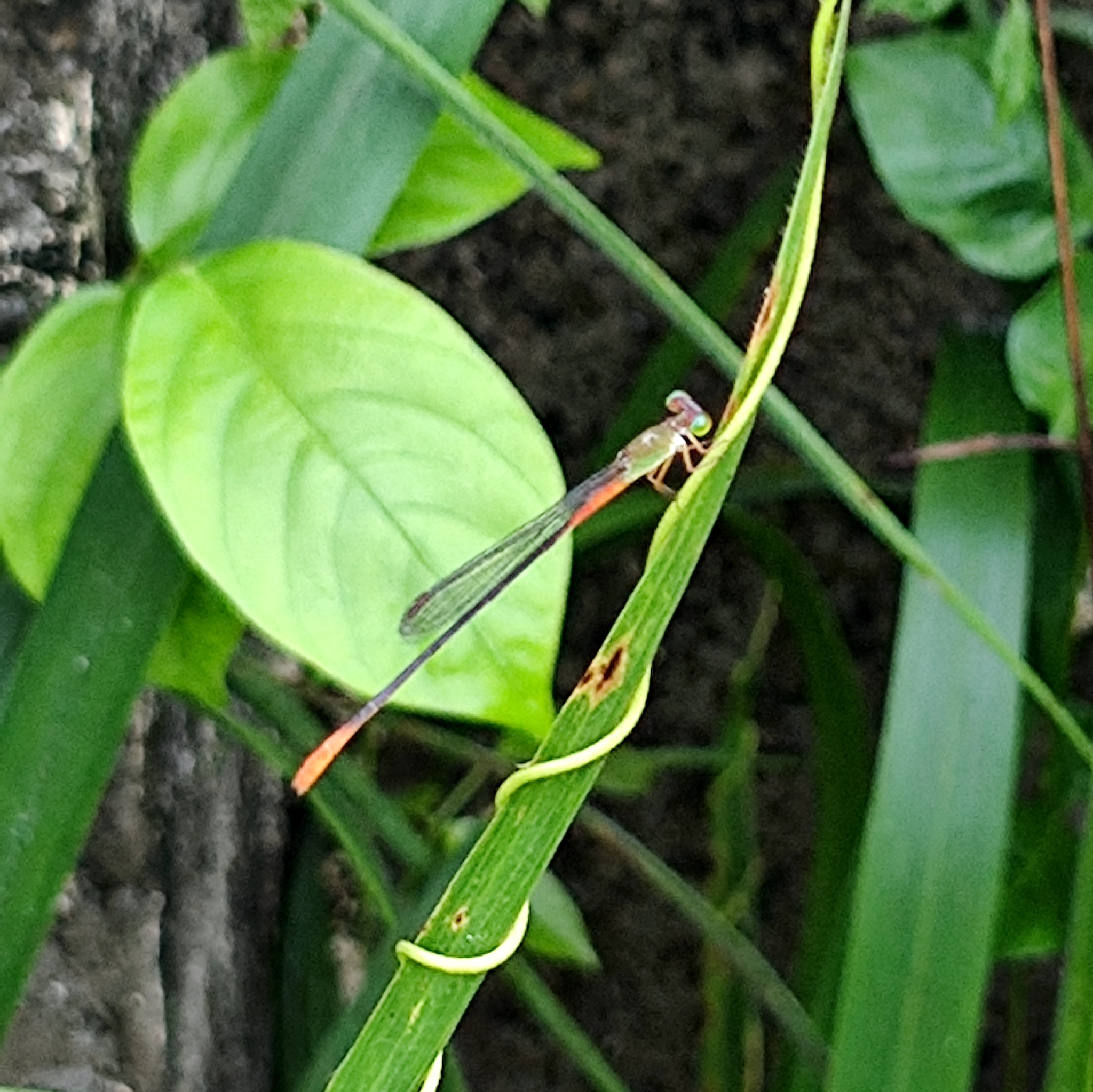 Orange-Tailed Marsh Dart