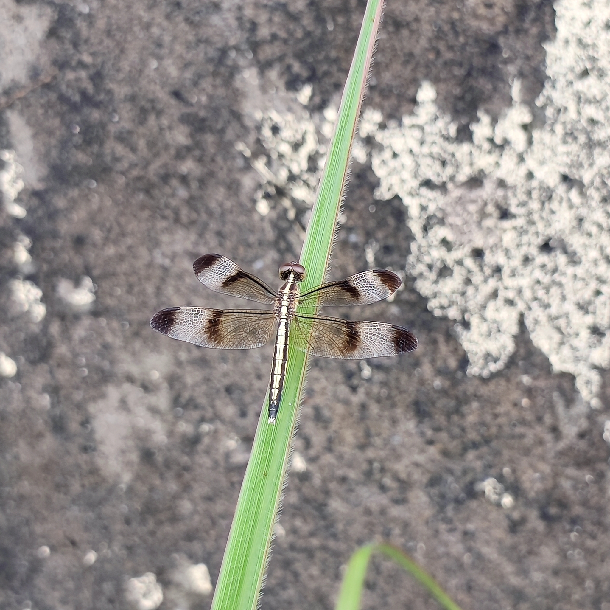 Pied Paddy Skimmer