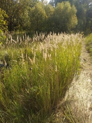 Calamagrostis epigejos