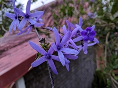 Petrea
