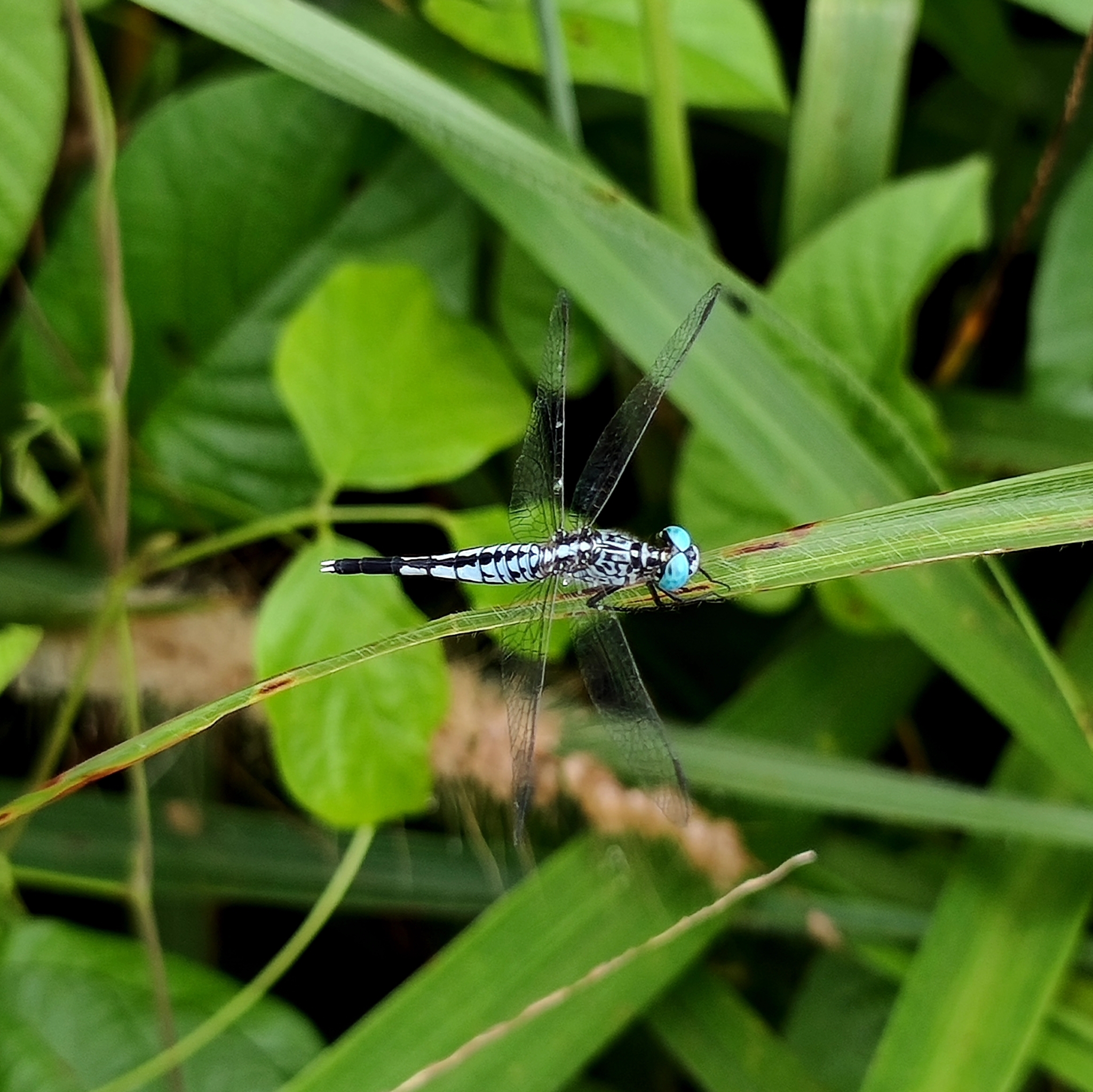 Trumpet-Tail