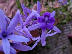 Petrea