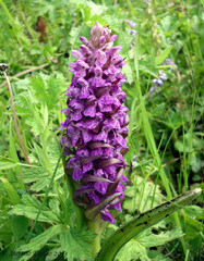 Dactylorhiza umbrosa