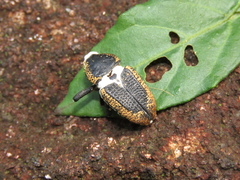 Homalinotus deplanatus