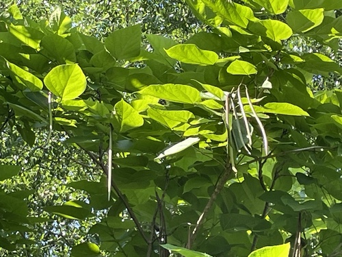 Catalpa bignonioides