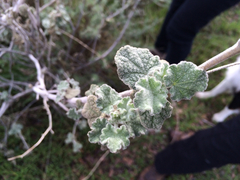Malacothamnus fremontii