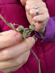 Malacothamnus fremontii