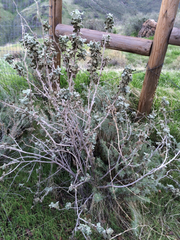 Malacothamnus fremontii