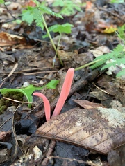 Clavaria rosea