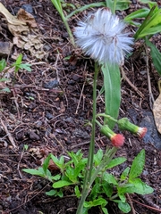 Pseudogynoxys chenopodioides