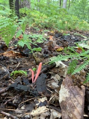 Clavaria rosea
