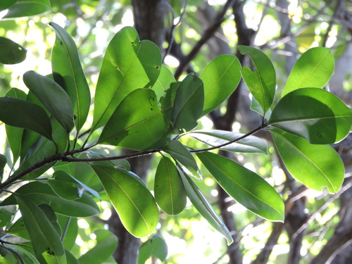 Manilkara subsericea, photograph 2