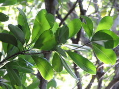 Manilkara subsericea, photograph (c) Fabrício Mil Homens Riella, some rights reserved (CC BY)
