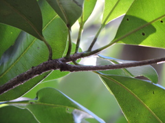 Manilkara subsericea, photograph (c) Fabrício Mil Homens Riella, some rights reserved (CC BY)