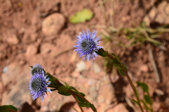 Globularia