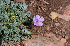 Erodium rupestre