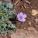 Erodium rupestre - Photo (c) Ivan Khh, some rights reserved (CC BY-NC), uploaded by Ivan Khh