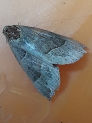 Hypena deceptalis
