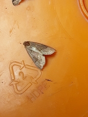 Hypena deceptalis