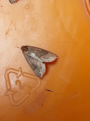 Hypena deceptalis