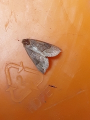 Hypena deceptalis