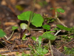 Corybas trilobus