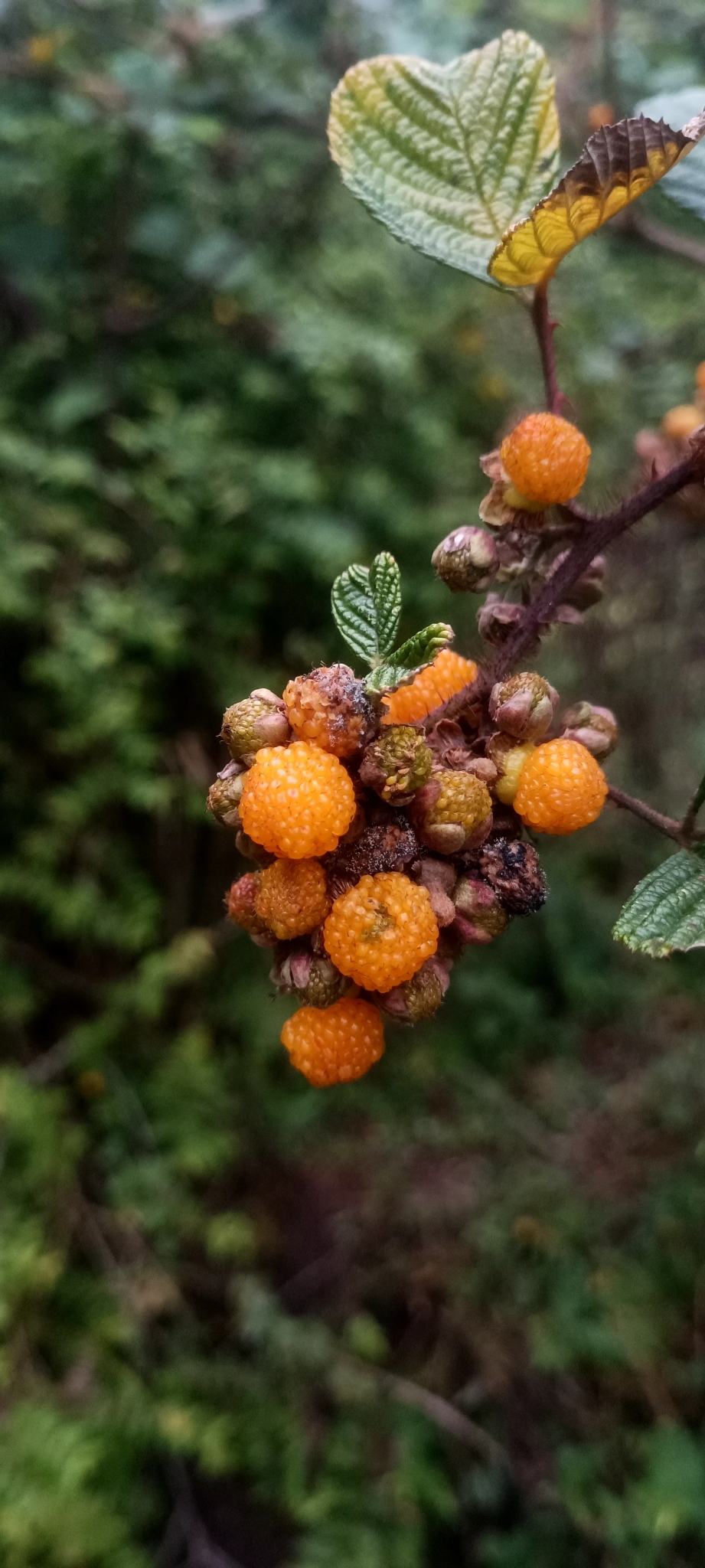 Rubus ellipticus (Rubus ellipticus)