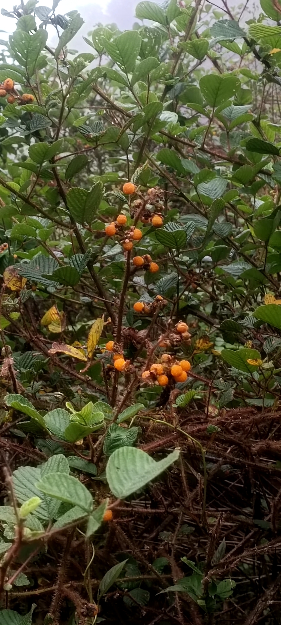 Rubus ellipticus — ảnh 2
