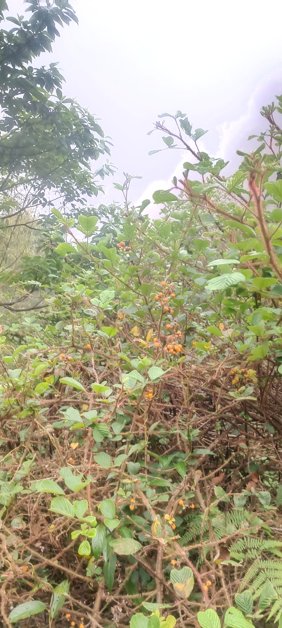 Rubus ellipticus — ảnh 3