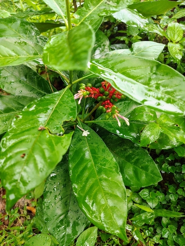 Rauvolfia serpentina, photograph 6