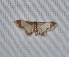 Idaea basinta
