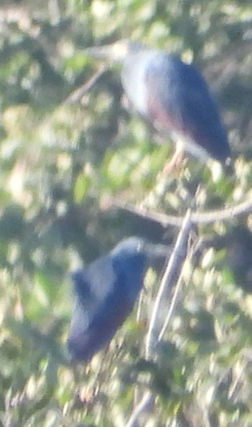 Rufous-bellied Heron (Ardeola rufiventris), photo 1