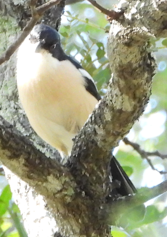 Tropical Boubou (Laniarius major), photo 9