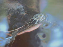 Pseudemys peninsularis