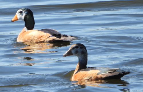 African Pygmy Goose (Nettapus auritus), photo 4