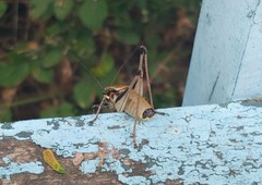 Eupholidoptera smyrnensis