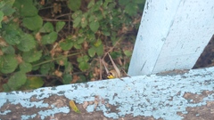 Eupholidoptera smyrnensis