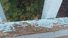 Eupholidoptera smyrnensis