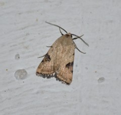 Micrathetis costiplaga