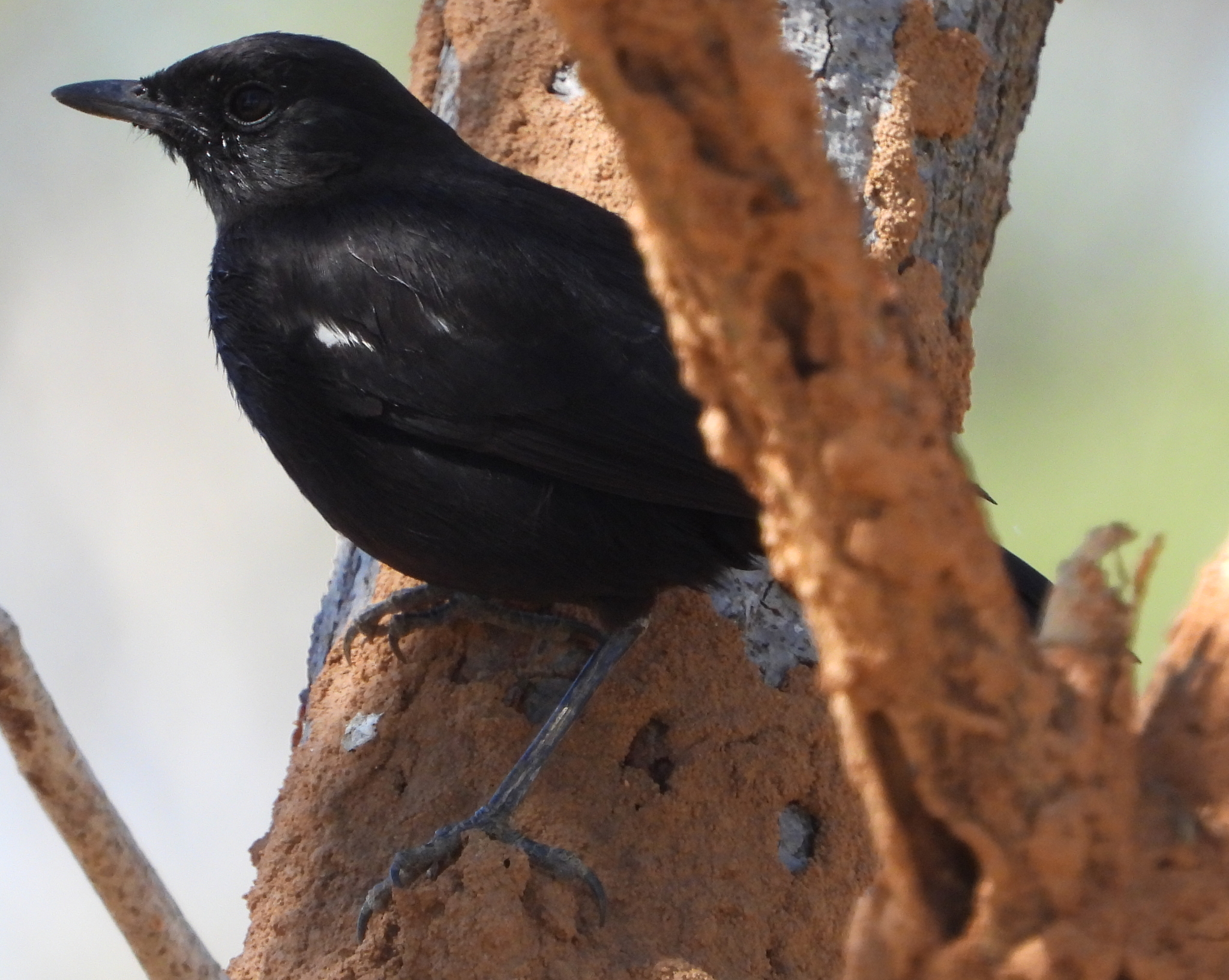 Sooty Chat (Myrmecocichla nigra), photo 2