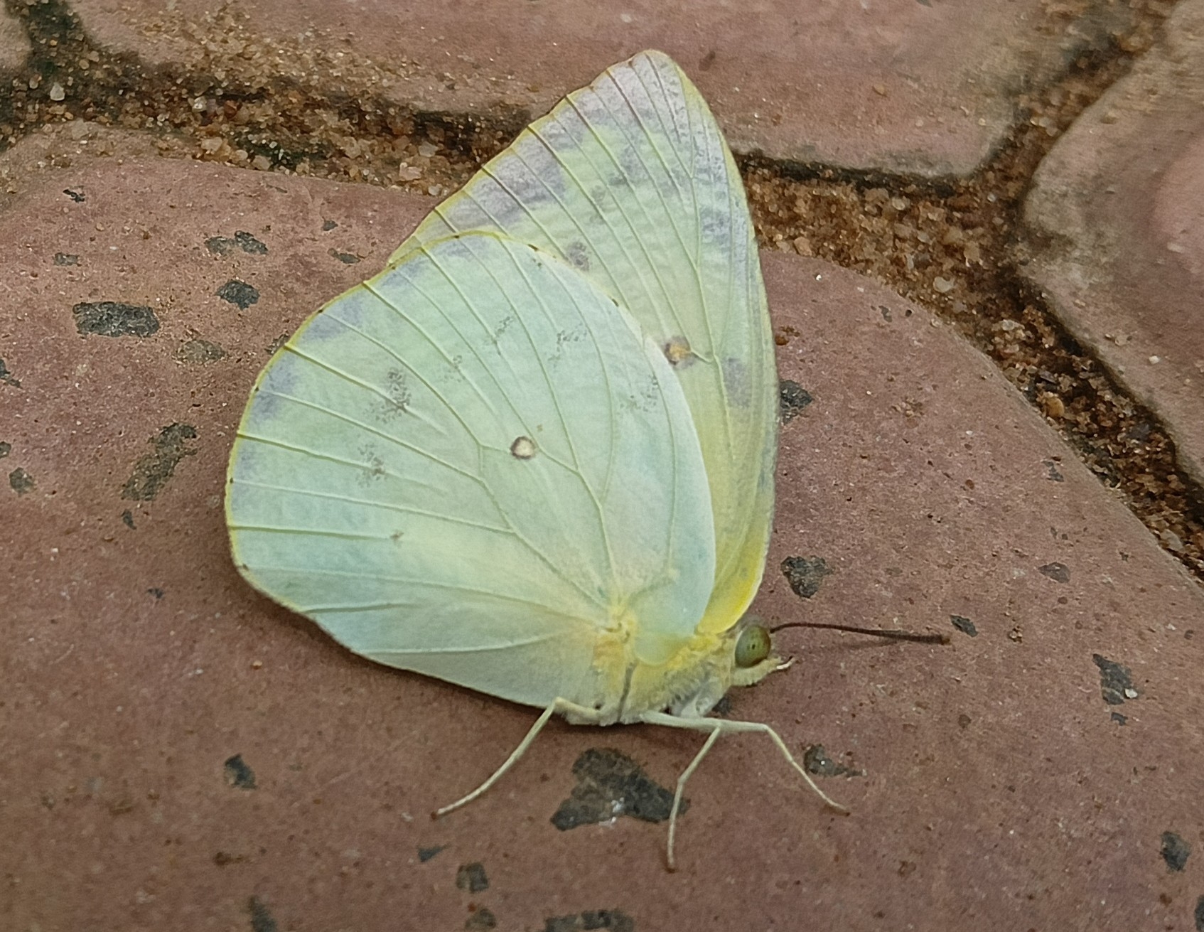 Lemon Emigrant