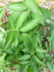 Sambucus nigra