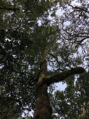 Podocarpus latifolius