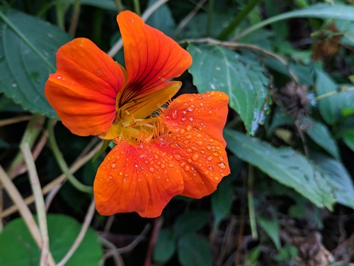 Tropaeolum majus image