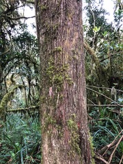 Podocarpus latifolius
